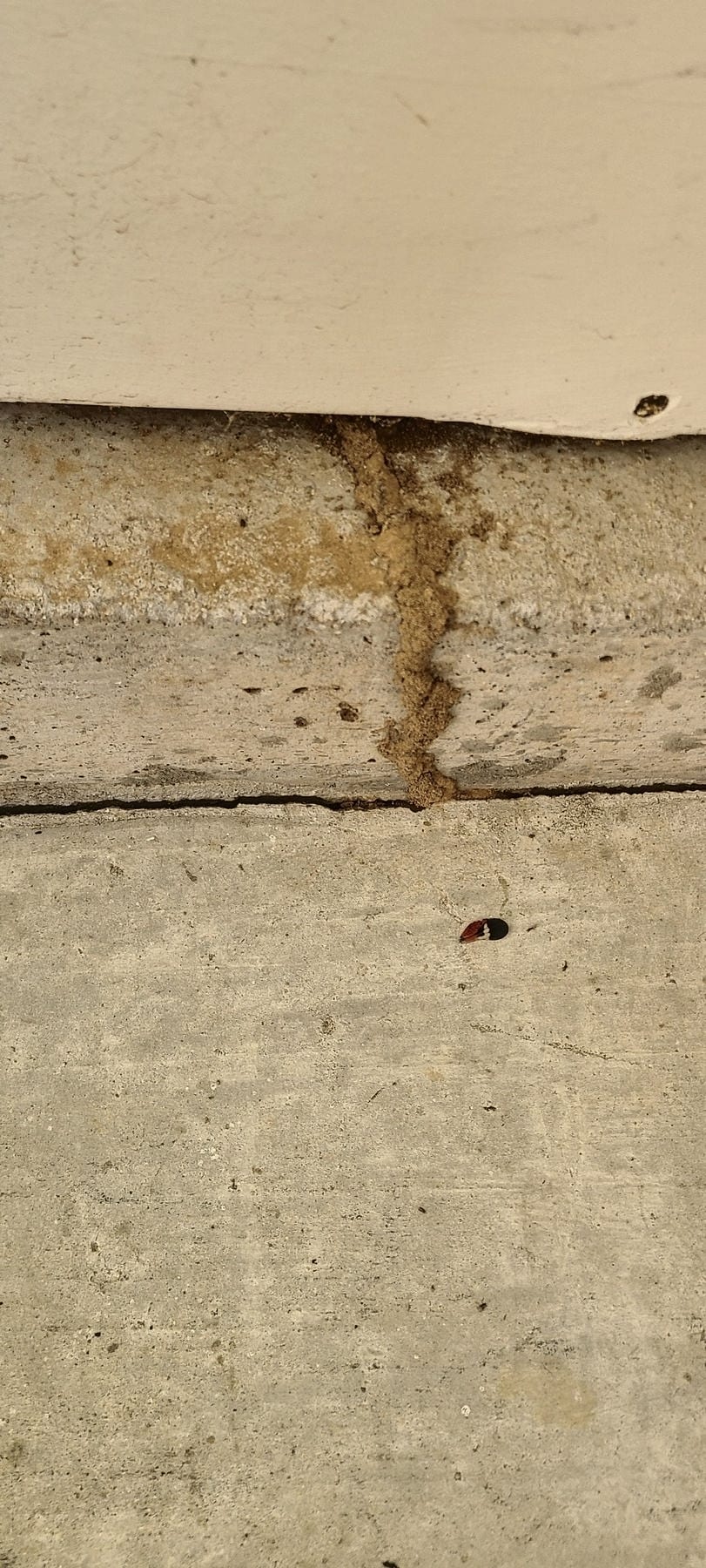 A pale sawn timber beam with a dark ragged damage line running across its face.