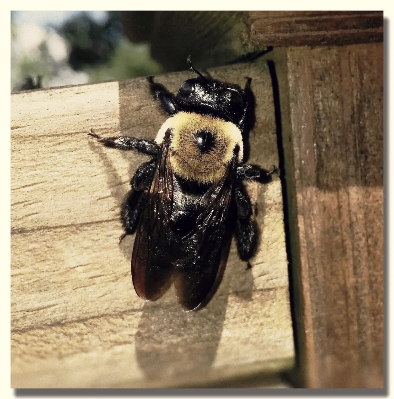 A large black and yellow carpenter bee resting on the sunlit top edge of a pale timber rail, with a darker board behind it.