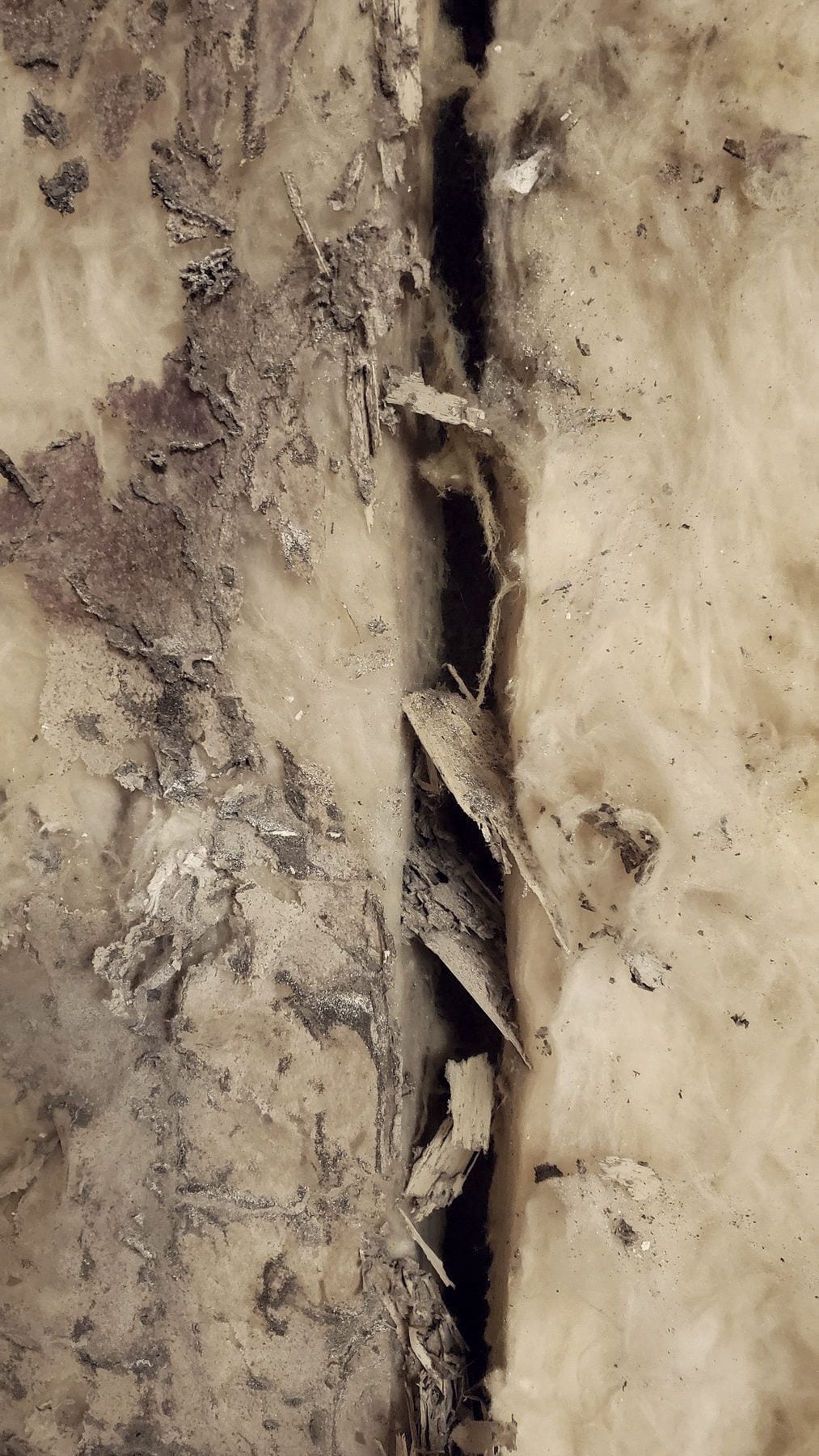 A stud eaten hollow along the grain, the wood separated into dry fibrous layers.