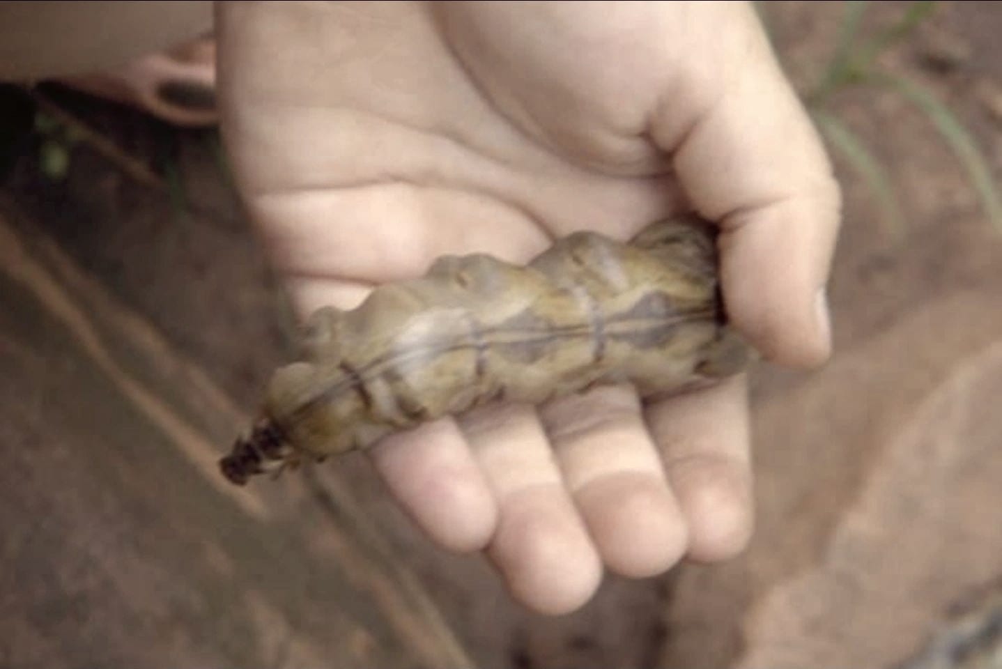 A swollen, pale, banded termite queen with a small dark head, held in an open hand over bare ground.
